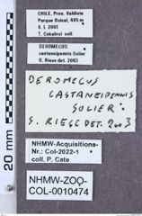 Etikette zu Deromecus castaneipennis (NHMW-ZOO-COL-0010474)